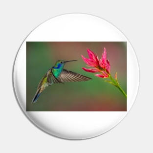 Green Violetear Hummingbird Pin