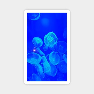 The Moon Jellies Magnet