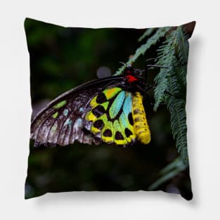 Cairns Birdwing Butterfly Pillow