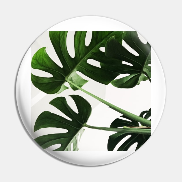 La feuille de monstera Pin by RoseAesthetic