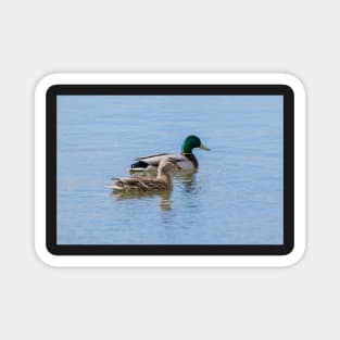 Mallards mates Magnet