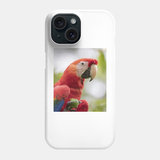 Scarlet Macaw Phone Case by Jim Cumming