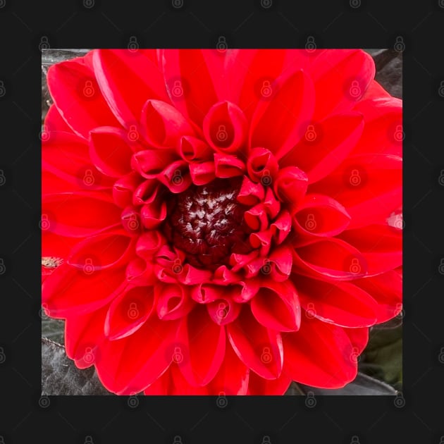 Vibrant Red Dahlia Symmetry and Balance by Photomersion