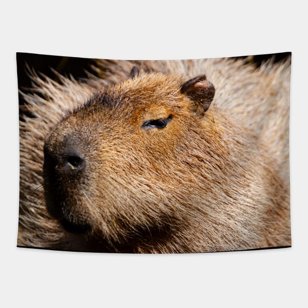 Capybara Tapestry by dalyndigaital2@gmail.com