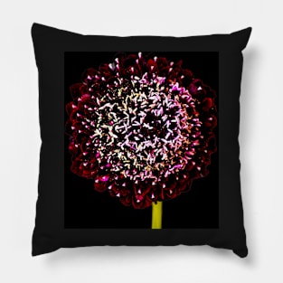 Black Knight Scabiosa Pillow