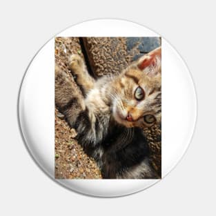 My cat pet Pin