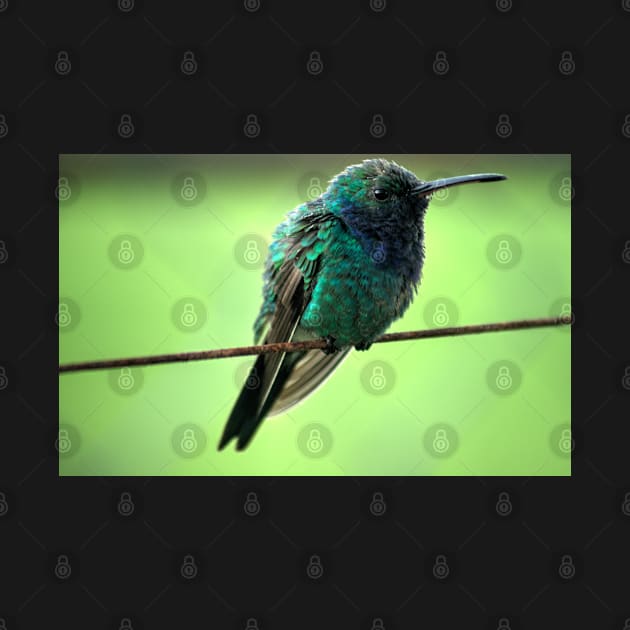 kli hummingbird by pcfyi