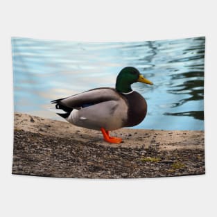 Male Mallard Duck Standing By The Pond Tapestry