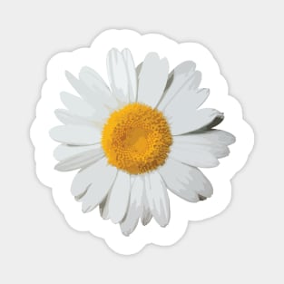 Daisies II Magnet