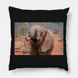 Elephant Feeding Pillow