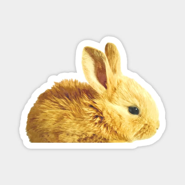 Bunny Portrait Magnet by Alemi