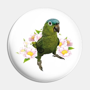 blue-crowned parrot Pin