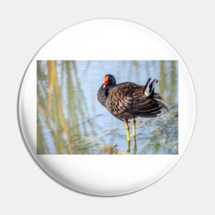 Common Gallinule Looking Fluffy Pin