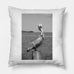 Brown Pelican in black and white Pillow