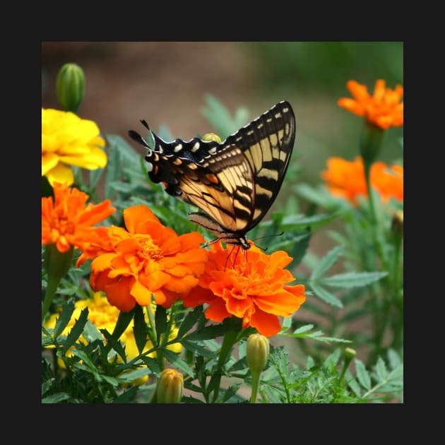 Swallowtail Butterfly and Marigold Garden by SpiceTree