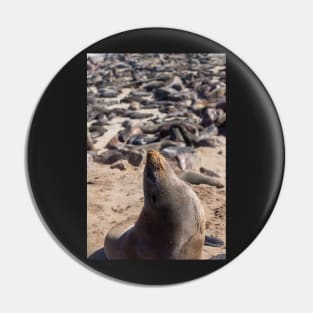 Fur seal. Pin