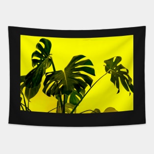 Monstera pot plant with leaves in casual fashion on yellowt isolated on white background. Tapestry