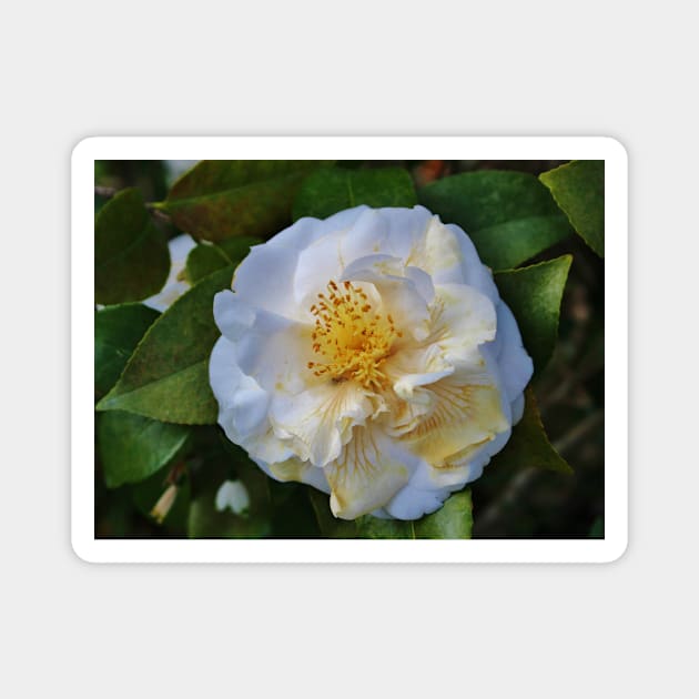 Camellia Bloom Magnet by Cynthia48