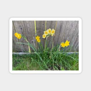 Daffodils Magnet