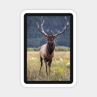 Colorado Bull Elk Magnet