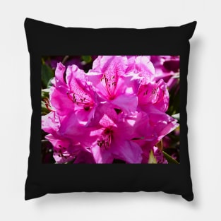 Pink rhododendron in full bloom Pillow