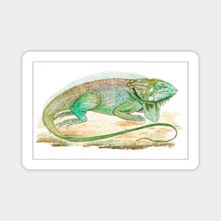 Iguana illustration Magnet