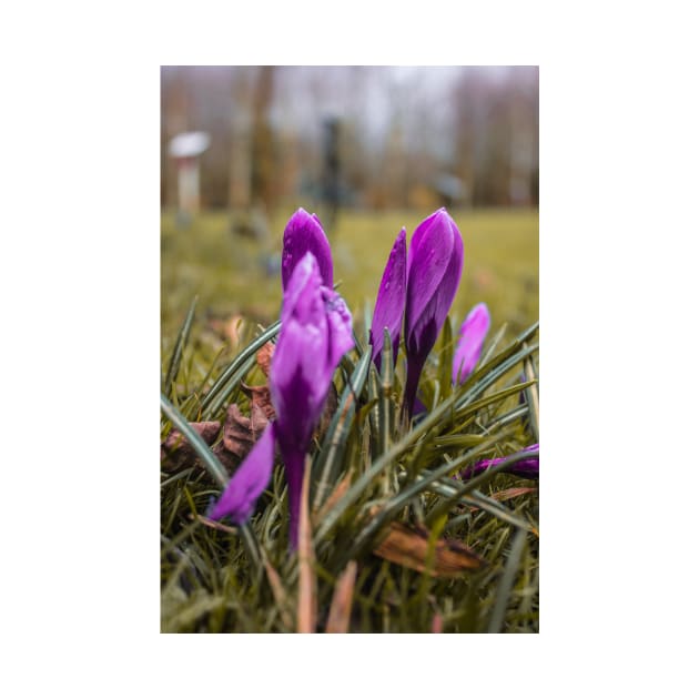 Beautiful Purple flowers on a rainy autumn day by chiaravisuals