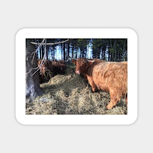 Scottish Highland Cattle Cows 1831 Magnet