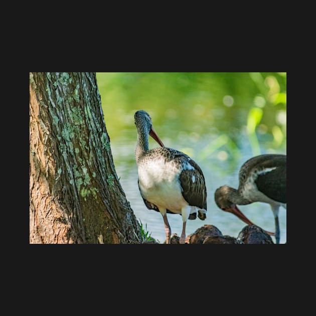 American white ibis in Florida by KensLensDesigns