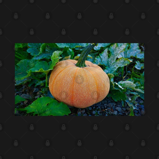 Pretty Pumpkin by Rebekah Slick