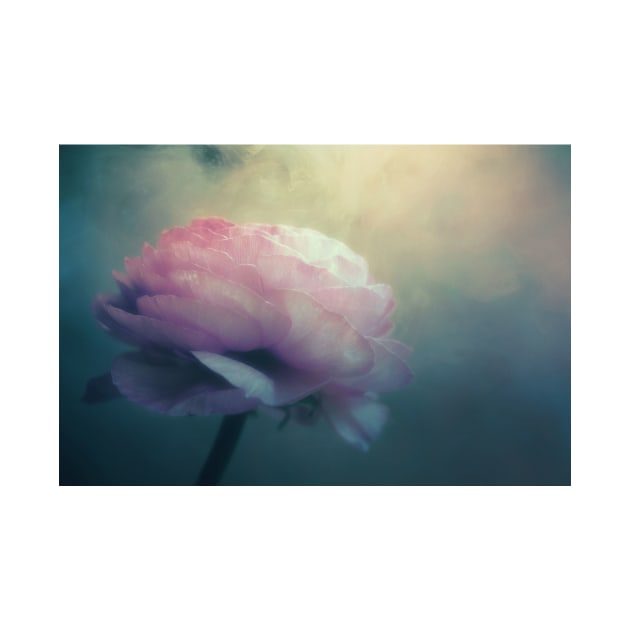 Ranunculus Flower In Full Bloom by JimDeFazioPhotography