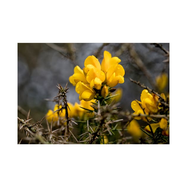 Yellow Gorse after a spring shower by Violaman