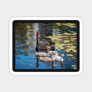 Swan Family In Formation Magnet