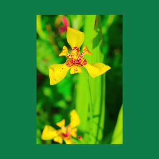 Yellow red lily blossom on green background T-Shirt