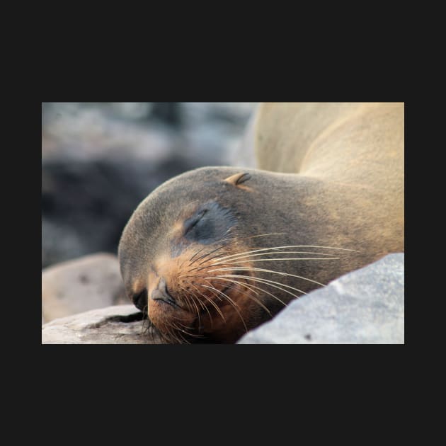 Sea Lion Whiskers by jhuxster