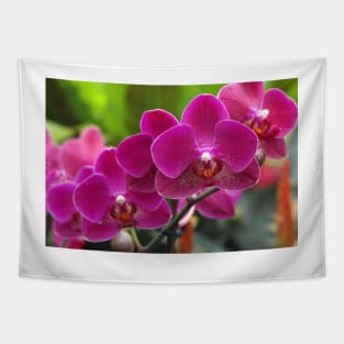 Phalaenopsis 'Red Jewel' (B535/1275) Tapestry