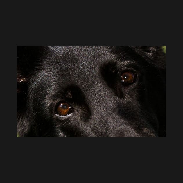 Black german shepherd eyes by Wanderingangel