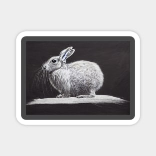 Arctic Hare Magnet