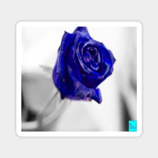 blue rose Magnet