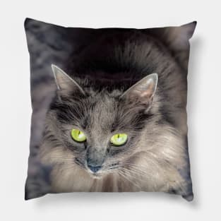 Stunning gray green eyed cat Pillow