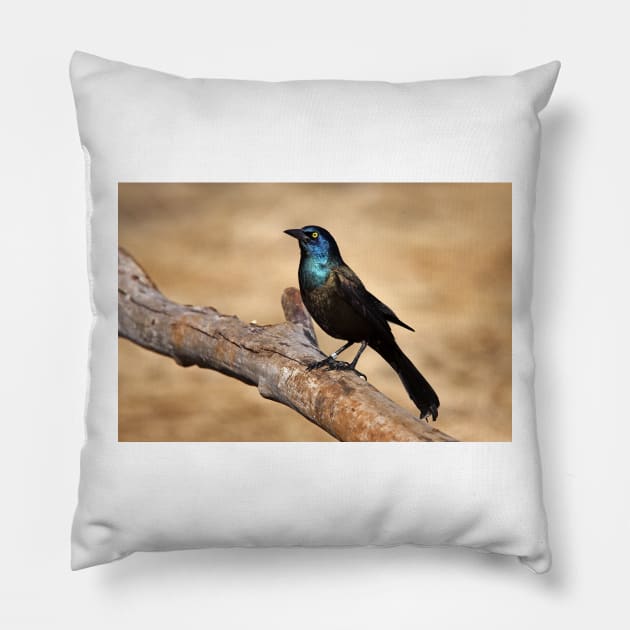 Grackle Pillow by Jim Cumming