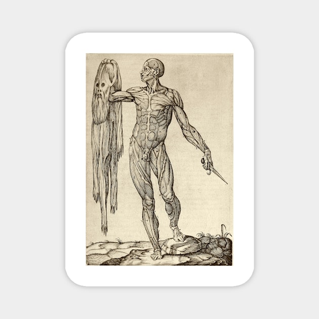 Dissected cadaver with flayed skin (C019/7086) Magnet by SciencePhoto