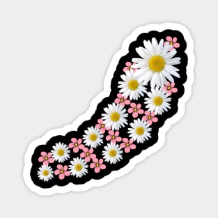 daisy flower, blooming daisies, pink blooms, blossoms Magnet