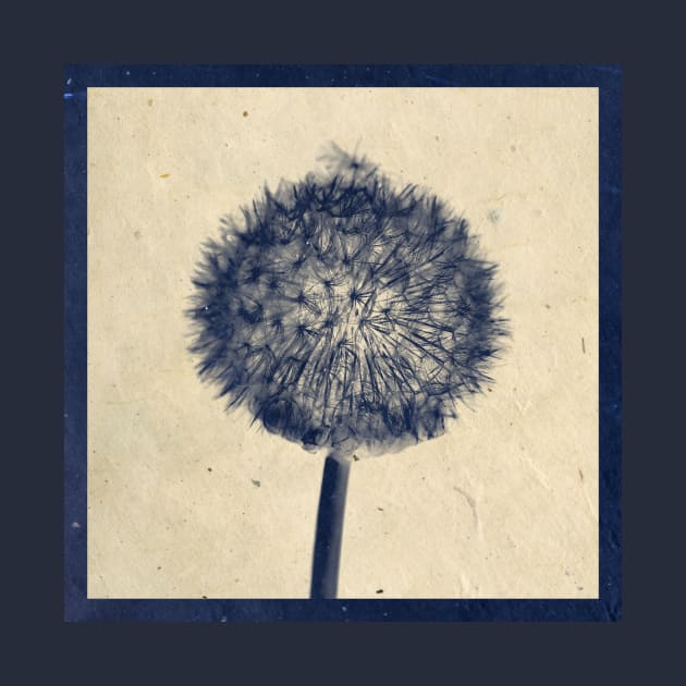 Wishing for a little breeze - Dandelion silhouette by WesternExposure