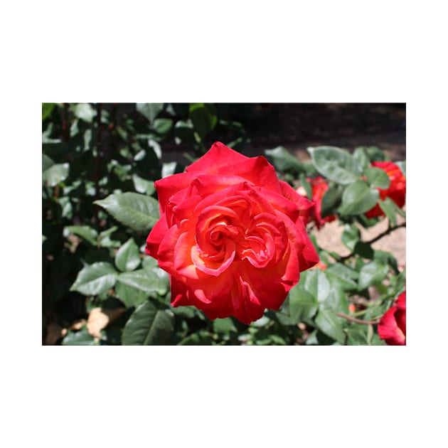 Flower Red Rose by Battlefoxx Living Earth