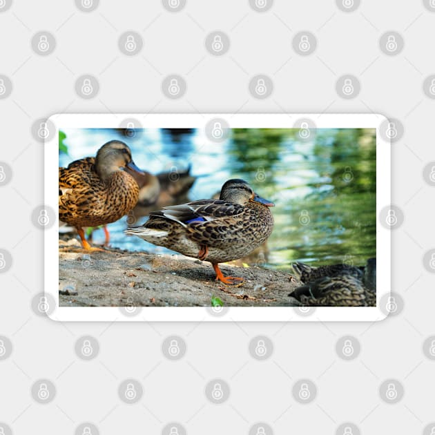 Mallard Duck Standing On One Leg Magnet by BackyardBirder