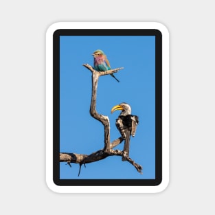 Lilac Breasted Roller and Yellow Billed Hornbill Magnet