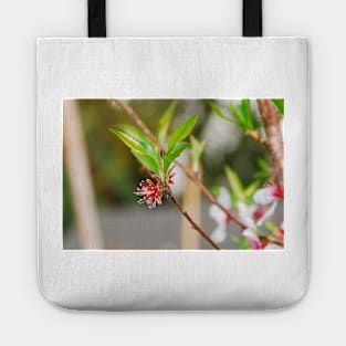 Almond Flowers After Petal Drop Tote