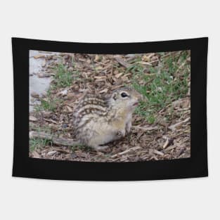 Thirteen-lined ground squirrel Tapestry