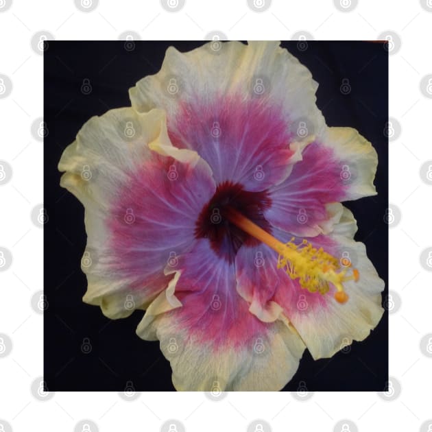 Hibiscus 1 by jennyleeandjim